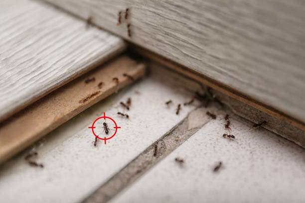 Best Spider Control Near Me  in Ridgely, MD