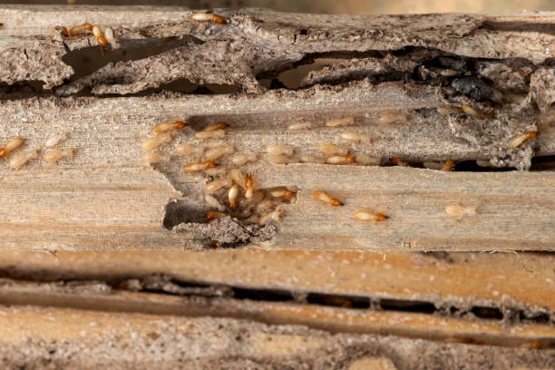 Best Affordable Exterminators  in Ridgely, MD